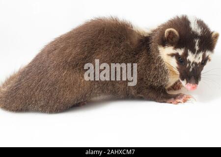 Der javan Frettchen-Dachs (Melogale orientalis) ist eine mustelid endemisch auf Java und Bali, Indonesien. auf weißem Hintergrund Stockfoto