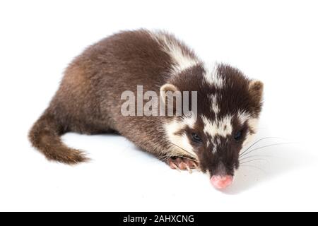 Der javan Frettchen-Dachs (Melogale orientalis) ist eine mustelid endemisch auf Java und Bali, Indonesien. auf weißem Hintergrund Stockfoto