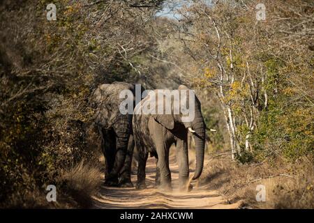 Afrikanischer Elefant zu Fuß durch den Sand Wald, Loxodonta africana Africana, Phinda Game Reserve Stockfoto