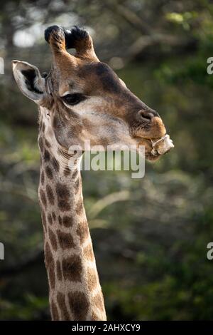 Südliche giraffe Essen ein Knochen (osteophagia) Giraffa Camelopardalis giraffa,, Phinda Game Reserve Stockfoto