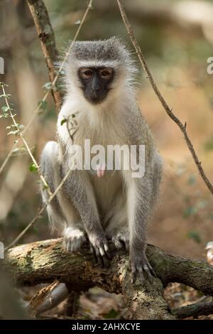 Meerkatze, Cercopithecus aethiops, Phinda Game Reserve Stockfoto