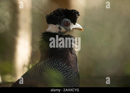 Crested guineafowl, Guttera pucherani Thanda Game Reserve Stockfoto