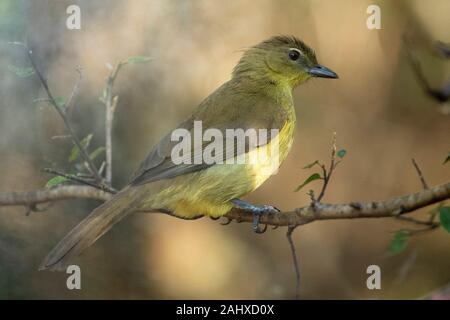 Yellow-bellied greenbull, Chlorocichla flaviventris, Phinda Game Reserve Stockfoto