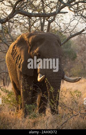 Afrikanische Elefantenbulle, Loxodonta africana Africana, Manyoni Game Reserve, Südafrika Stockfoto