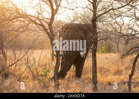 Afrikanische Elefantenbulle, Loxodonta africana Africana, Manyoni Game Reserve, Südafrika Stockfoto