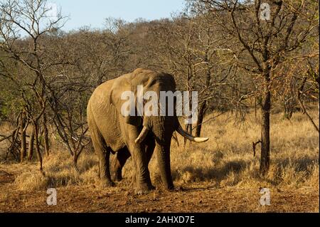 Afrikanische Elefantenbulle, Loxodonta africana Africana, Manyoni Game Reserve, Südafrika Stockfoto