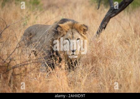 Männliche Löwe Panthera leo, Manyoni Game Reserve, Südafrika Stockfoto