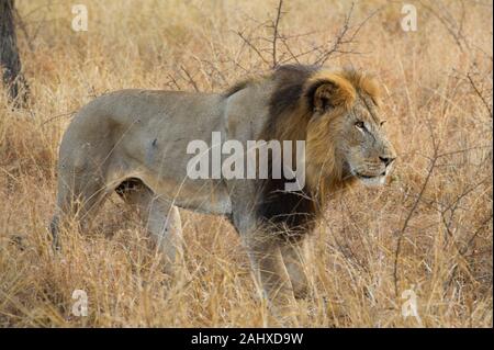 Männliche Löwe Panthera leo, Manyoni Game Reserve, Südafrika Stockfoto