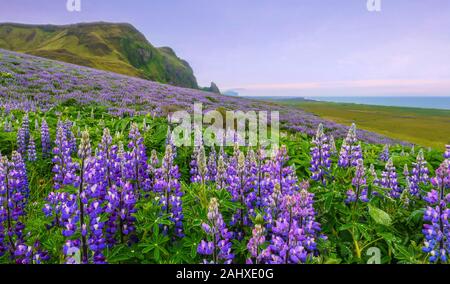 Eine schöne Landschaft mit Lupine (Lupinus) Blumen blühen im Juni gefüllt. Vik, Island Stockfoto