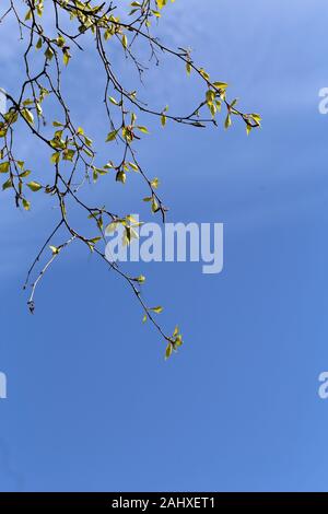 Birke Filialen in frühen Frühling. Auf diesem Foto sehen Sie viele Zweige mit kleinen Knospen der neue grüne Blätter. In Finnland fotografiert. Stockfoto