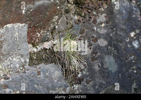 Grauen Stein Fläche mit kleinen Pflanze, die aus einem Riss in der Stein bedeckt. Schöne Nahaufnahme Farbe Foto von Details der Natur Finnlands. Stockfoto