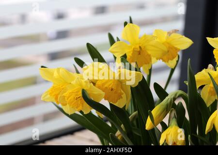 Vielen gelben Frühlingsblumen in einem braunen Blumenkasten auf dem Balkon. Weißer Hintergrund. Diese Blumen sind aufgerufen, Narzisse, Narzissen oder Ostern lily Blumen, Stockfoto