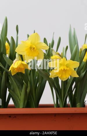 Vielen gelben Frühlingsblumen in einem braunen Blumenkasten auf dem Balkon. Weißer Hintergrund. Diese Blumen sind aufgerufen, Narzisse, Narzissen oder Ostern lily Blumen, Stockfoto