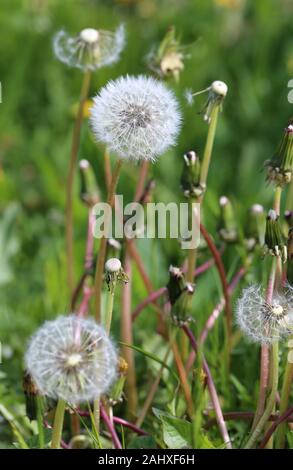 Löwenzahn Samen auf Löwenzahn beruht auf einer grünen Wiese, der an einem sonnigen Tag im Frühling/Sommer in Finnland. Prozess der Bestäubung, Löwenzahn Blumen. Stockfoto