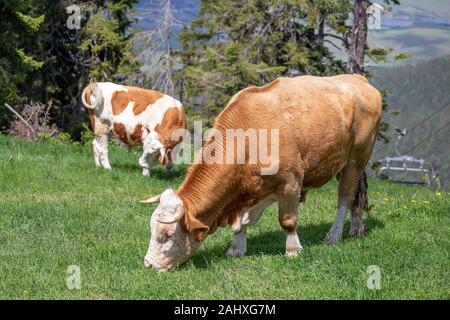 Grosse Stiere grasen in das grüne Feld an Tornik, Zlatibor, Serbien. Stockfoto