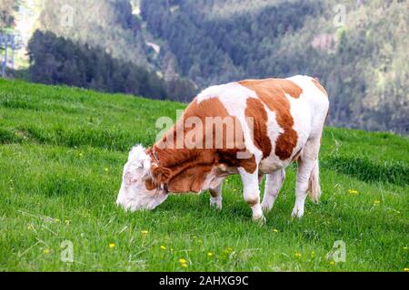 Stier in die grünen Weiden an der Spitze des Berges Tornik in Zlatibor, Serbien. Stockfoto