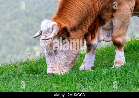 Closeup stier Beweidung auf Berg Feld Portrait an Tornik, Zlatibor, Serbien. Stockfoto