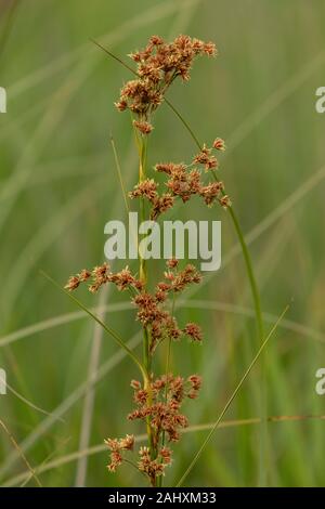 Säge - Segge, Cladium mariscus, in der Blume im Fen, Suffolk. Stockfoto