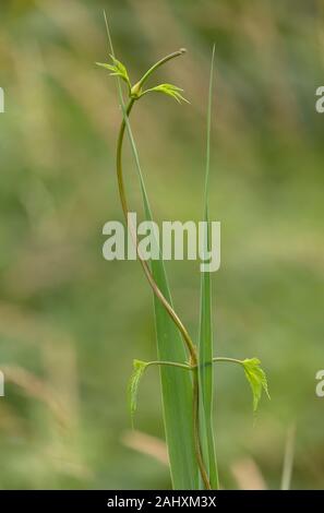 Wilder Hopfen, Humulus lupulus Weinstock, wachsen in der Hecke. Suffolk. Stockfoto