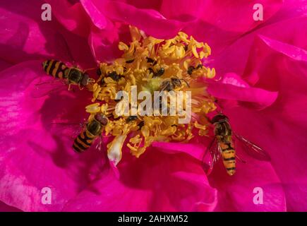 Marmelade Schwebfliegen, Episyrphus balteatus und Gemeinsame gebändert Schwebfliegen, Syrphus ribesii (und einem Bergbau Biene), Fütterung auf Der apothecary Rose, Rosa ga Stockfoto