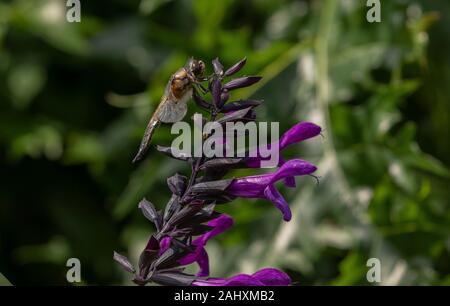 Vier - spotted Chaser, Libellula quadrimaculata, Libelle, ließen sich auf Garten Salvia, in Somerset Garden. Stockfoto