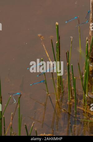 Masse des Gemeinsamen blau damselflies, Enallagma cyathigera, unter Teich - Kante Binsen, Somerset. Stockfoto