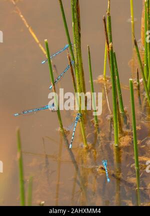 Masse des Gemeinsamen blau damselflies, Enallagma cyathigera, unter Teich - Kante Binsen, Somerset. Stockfoto