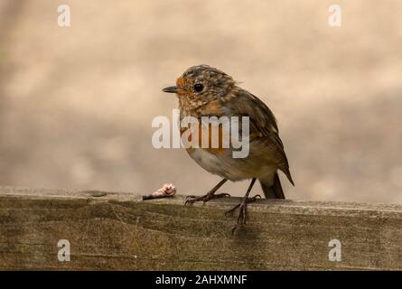 Juvenile europäischen Rotkehlchen, Erithacus rubecula, Mauser im Spätsommer. Stockfoto