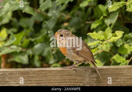 Juvenile europäischen Rotkehlchen, Erithacus rubecula, Mauser im Spätsommer. Stockfoto