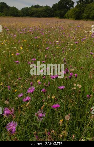 Blumige alten Heu Wiese - grob Mead - in Kingcombe wiesen Naturschutzgebiet, mit gemeinsamen Flockenblume, West Dorset. Stockfoto