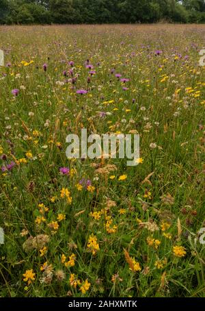 Blumige alten Heu Wiese - grob Mead - in Kingcombe wiesen Naturschutzgebiet, mit Bird's Foot Trefoil und anderen Blumen. West Dorset. Stockfoto