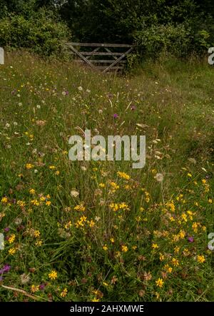 Blumige alten Heu Wiese - grob Mead - in Kingcombe wiesen Naturschutzgebiet, West Dorset. Stockfoto