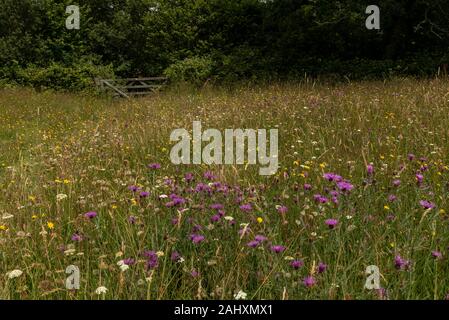 Blumige alten Heu Wiese - grob Mead - in Kingcombe wiesen Naturschutzgebiet, mit gemeinsamen Flockenblume, West Dorset. Stockfoto