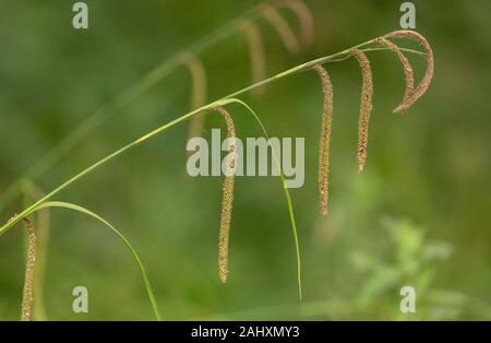 Hängend Segge, Carex pendula, in der Blume in feuchten Wäldern, Dorset. Stockfoto