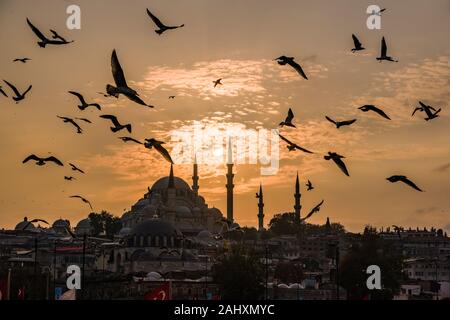 Möwen fliegen um Süleymaniye Moschee, Süleymaniye Camii, auf einem Hügel im Stadtteil Fatih, bei Sonnenuntergang Stockfoto