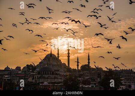 Möwen fliegen um Süleymaniye Moschee, Süleymaniye Camii, auf einem Hügel im Stadtteil Fatih, bei Sonnenuntergang Stockfoto