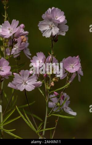 Sidalcea hybrida 'Elsie Heugh' in Blume im Garten. Stockfoto