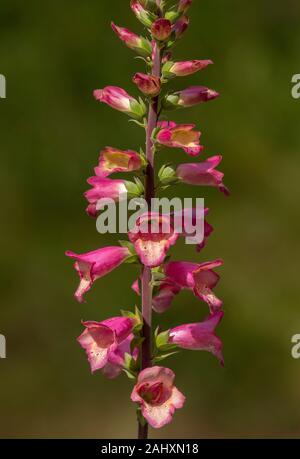 Digiplexis 'Berry Canary', n Blume im Garten. Stockfoto