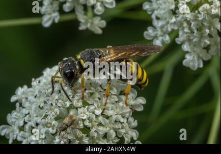 Big-vorangegangen Digger Wasp, Ectemnius cephalotes, Besuch von Angelica Blumen für Nektar. Stockfoto