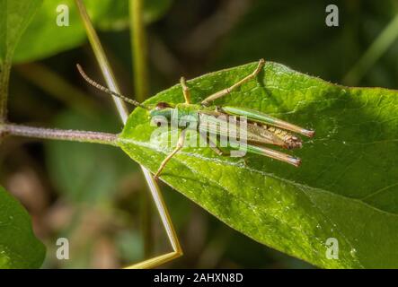 Gemeinsamen Green Grasshopper, Omocestus viridulus Stockfoto