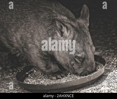 Nahaufnahme eines australischen wombat Essen, Bild erzeugt in monotonen Aufmerksamkeit auf sein Gesicht zu zeichnen Stockfoto