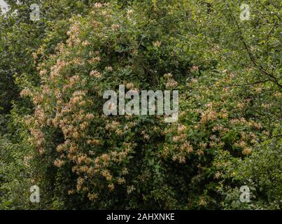 Gemeinsame Honeysuckle, Lonicera periclymenum in Blume in Cornish Hecke, Ende Juli. Stockfoto