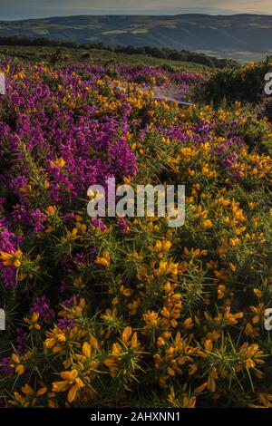 Heidekraut und Ginster Moorland in der Blume an der Nordküste von Exmoor, in der Nähe von Minehead. Somerset. Stockfoto