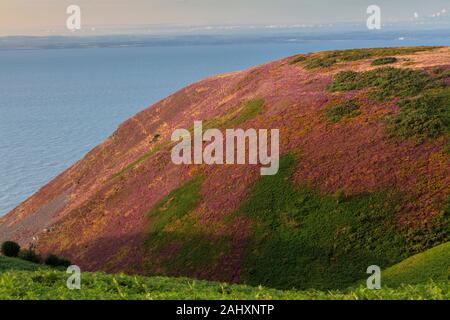 Heidekraut und Ginster Moorland in Blume auf Minehead Bluff, an der Nordküste von Exmoor, in der Nähe von Minehead. Somerset. Stockfoto