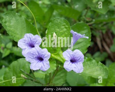 Mexikanische petunia Blumen blühen in der Mitte der grünen Blättern. Stockfoto