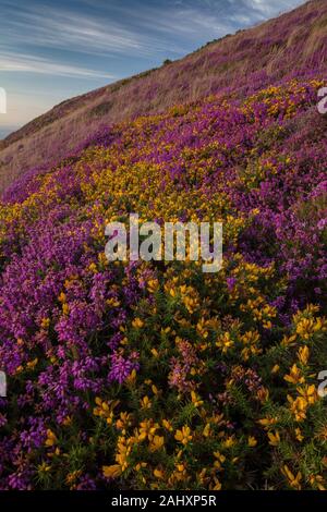 Heidekraut und Ginster Moorland in der Blume an der Nordküste von Exmoor, in der Nähe von Minehead. Somerset. Stockfoto