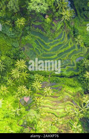 Beeindruckende Luftaufnahme der Tegalalang Reis terrasse Felder beim Sonnenaufgang. Tegalalang Reisfelder sind eine Reihe von Reisfeldern in der Nähe von Ubud entfernt. Stockfoto