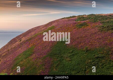 Heidekraut und Ginster Moorland in Blume auf Minehead Bluff, an der Nordküste von Exmoor, in der Nähe von Minehead. Somerset. Stockfoto