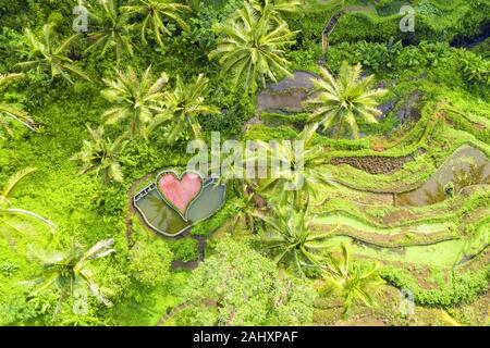 Beeindruckende Luftaufnahme der Tegalalang Reis terrasse Felder beim Sonnenaufgang. Tegalalang Reisfelder sind eine Reihe von Reisfeldern in der Nähe von Ubud entfernt. Stockfoto