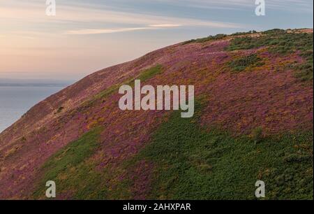 Heidekraut und Ginster Moorland in Blume auf Minehead Bluff, an der Nordküste von Exmoor, in der Nähe von Minehead. Somerset. Stockfoto